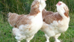 Chickens faverolles: vzácné a žádané ptačí plemeno